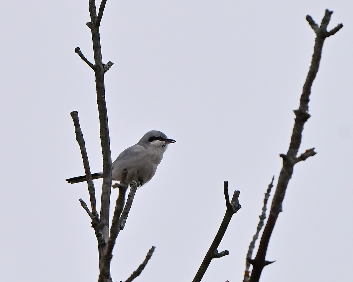 Alcaudón Boreal - ML645454366