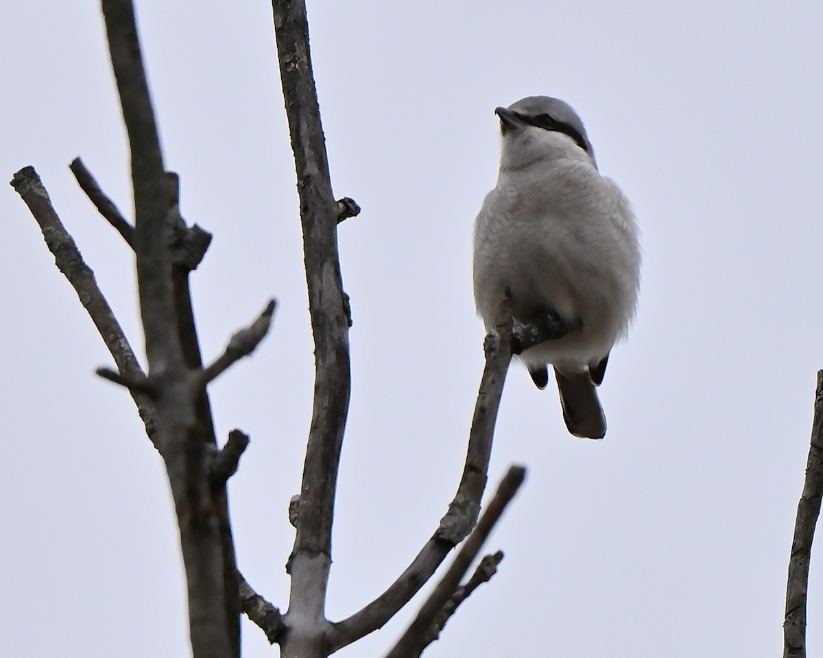 Alcaudón Boreal - ML645454371