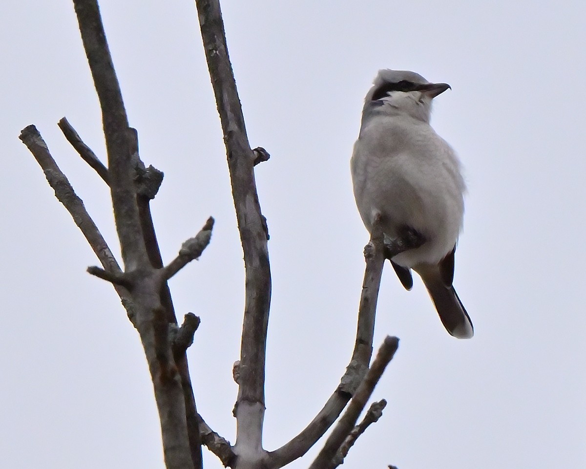 Alcaudón Boreal - ML645454372