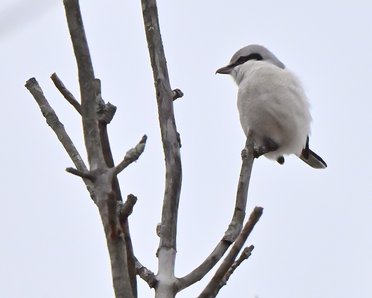 Alcaudón Boreal - ML645454373