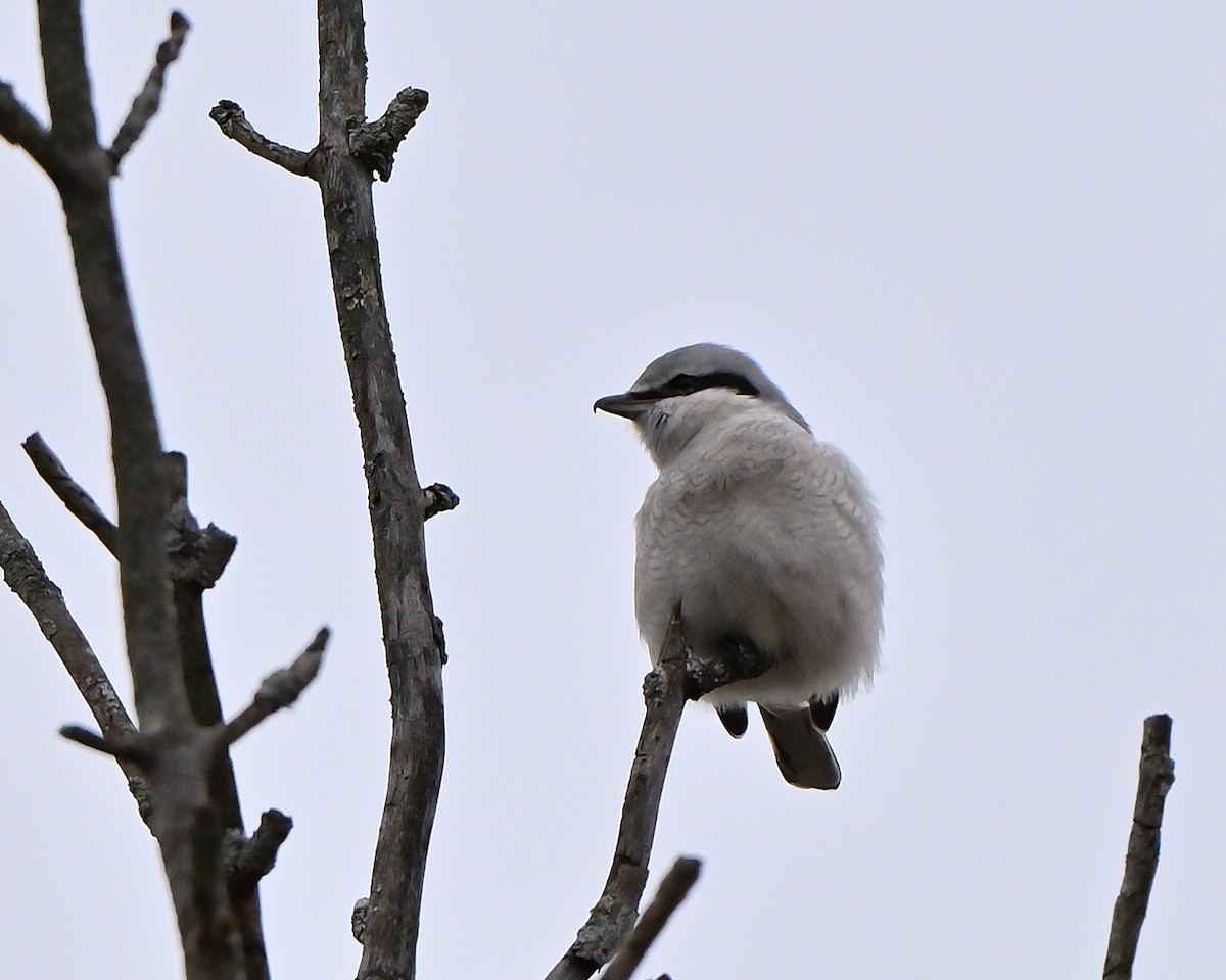 Alcaudón Boreal - ML645454374