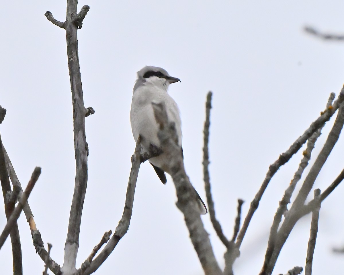 Alcaudón Boreal - ML645454376