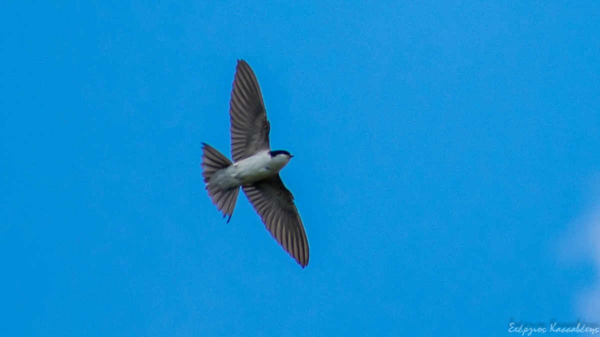 Western House-Martin - ML645454379