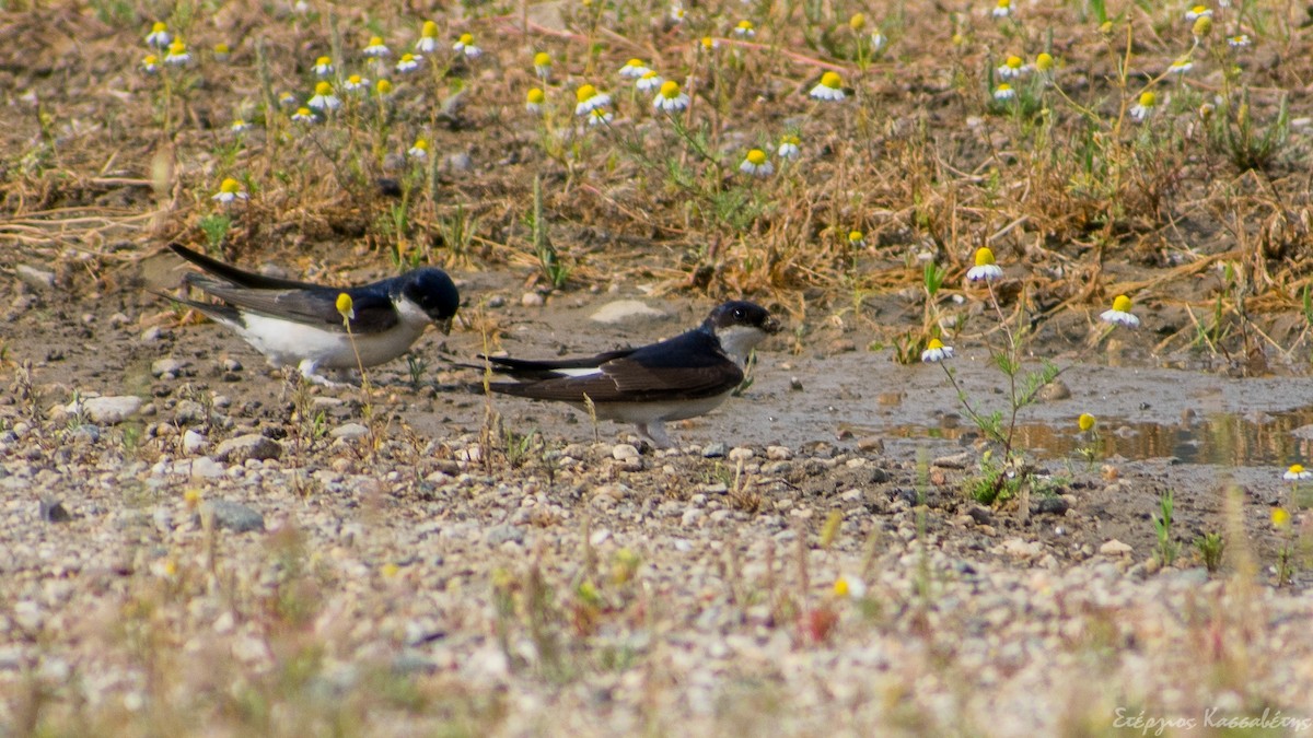 Western House-Martin - ML645454380