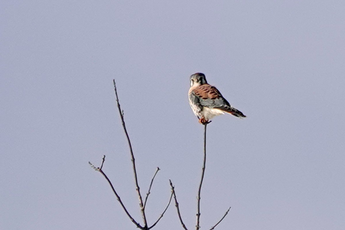 American Kestrel - ML645454386