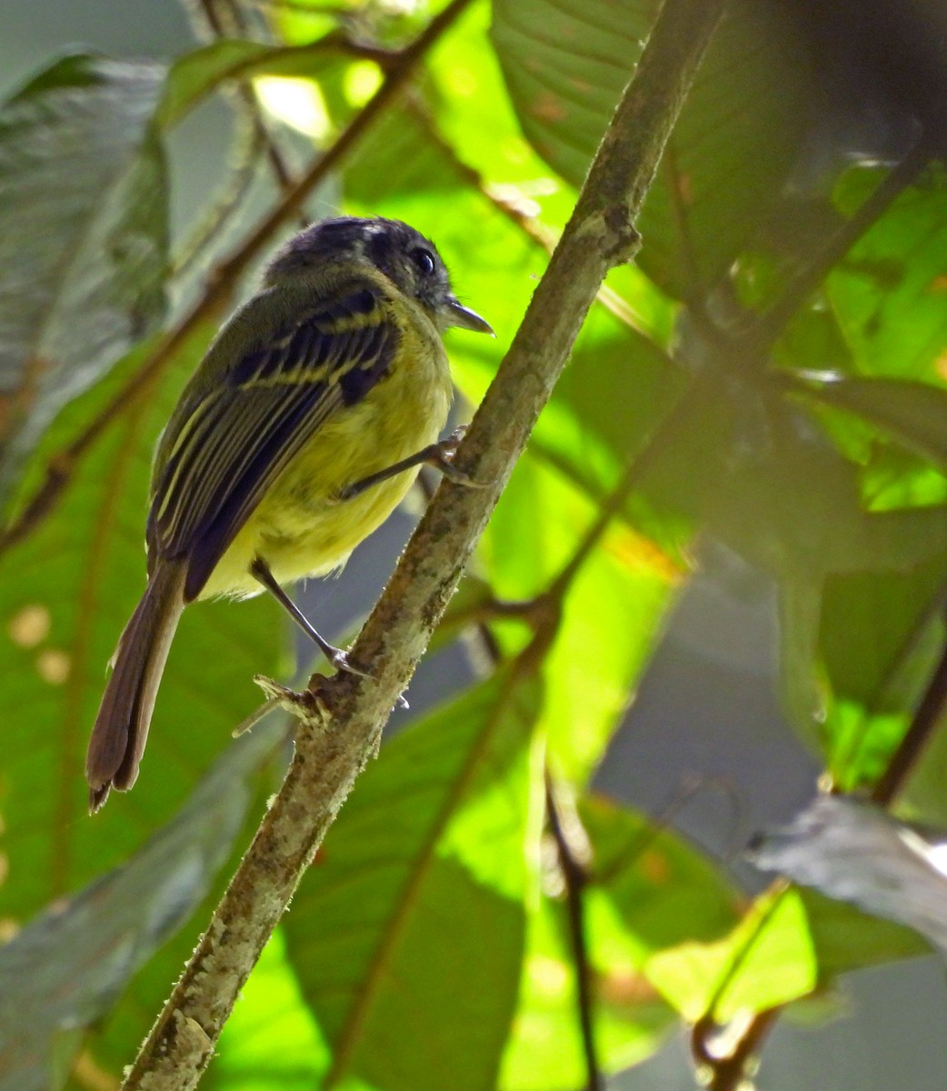 Marble-faced Bristle-Tyrant - ML645454389