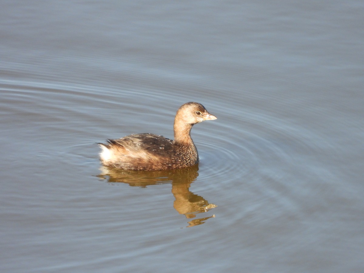 Pied-billed Grebe - ML645454396