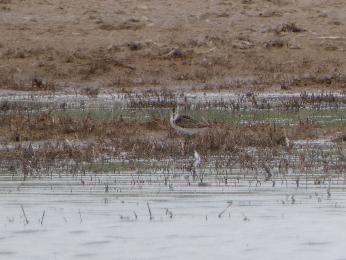 Küçük Kumkuşu - ML645454400