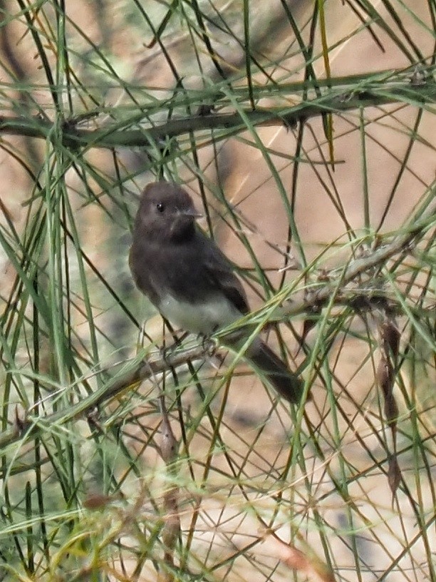 Black Phoebe - ML645454406