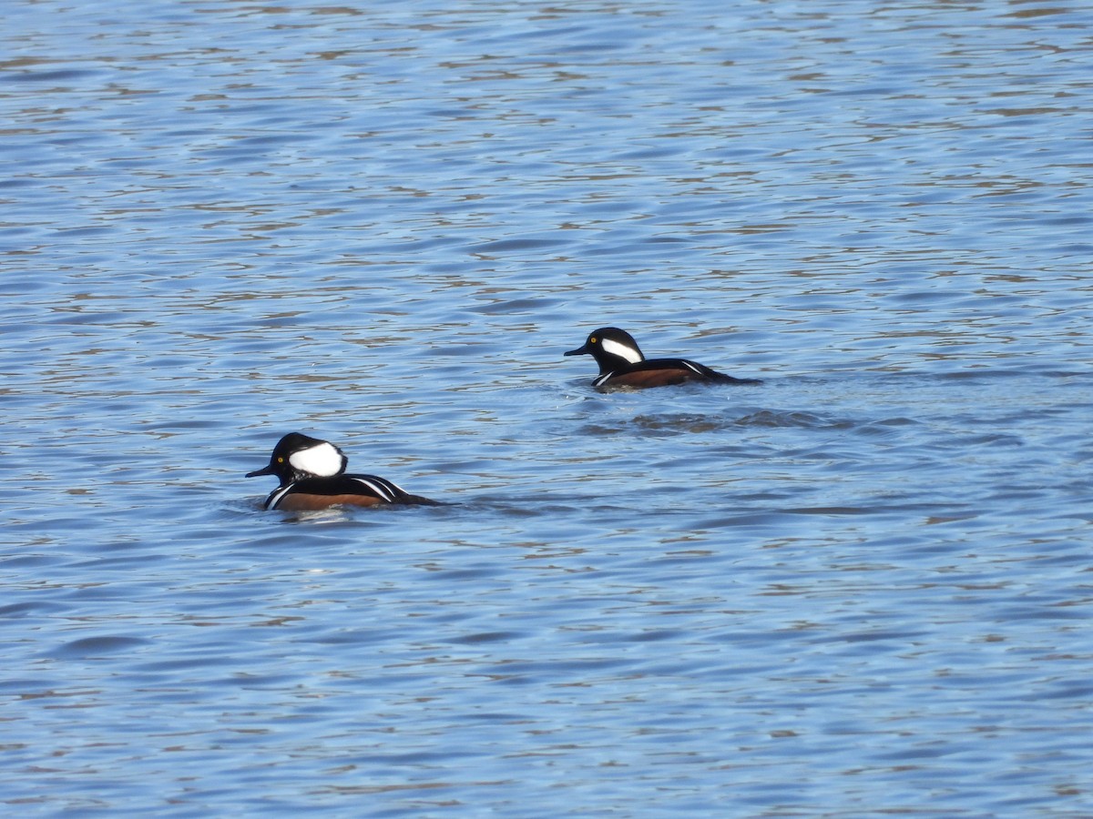 Hooded Merganser - ML645454416