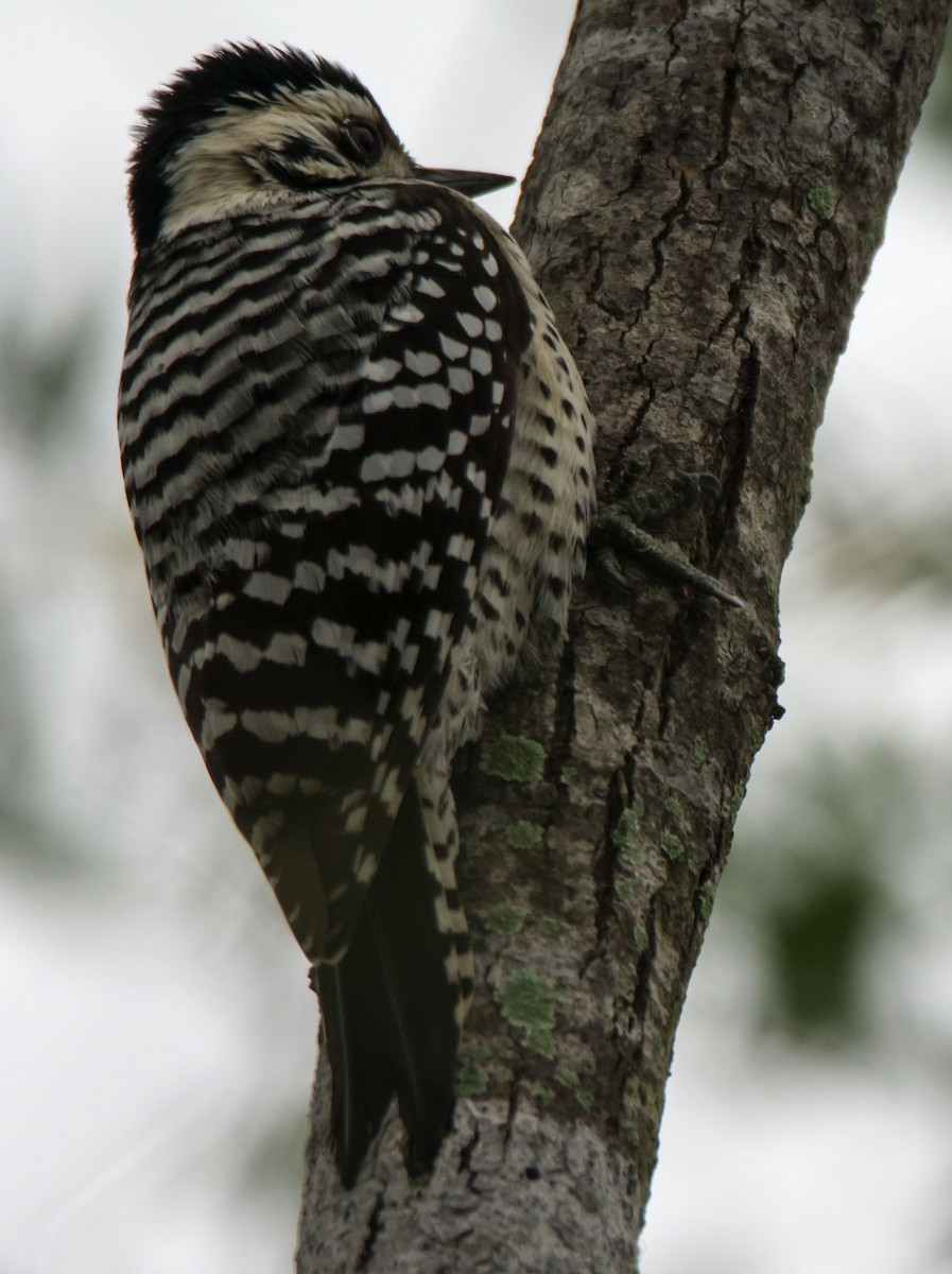 Ladder-backed Woodpecker - ML645454420