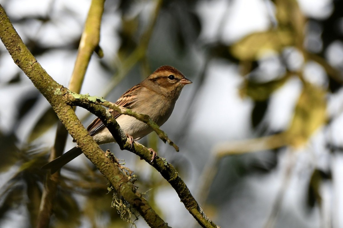 Chipping Sparrow - ML645454422