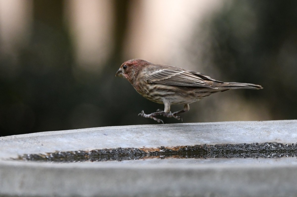 House Finch - ML645454427