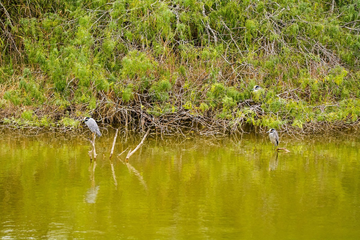 אנפת לילה צהובת-כיפה - ML645454431