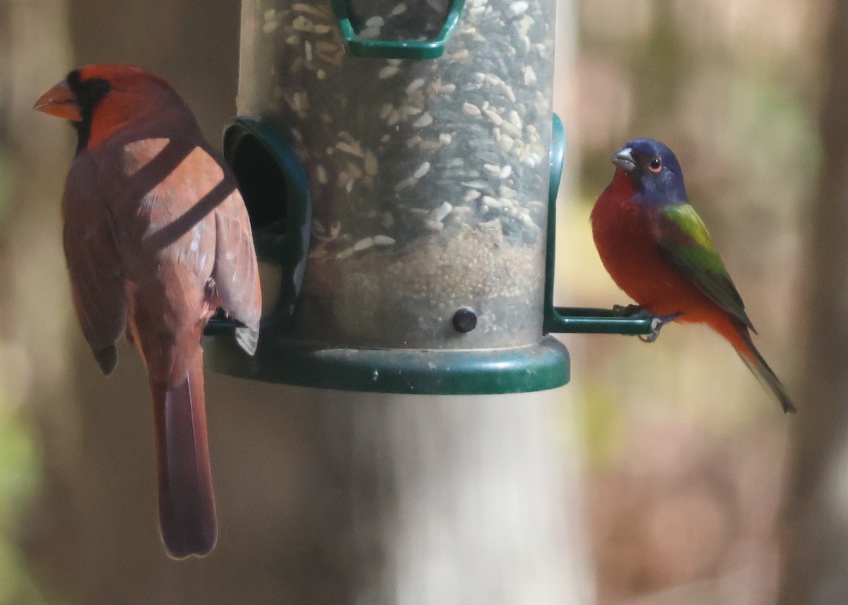 Painted Bunting - ML645454438