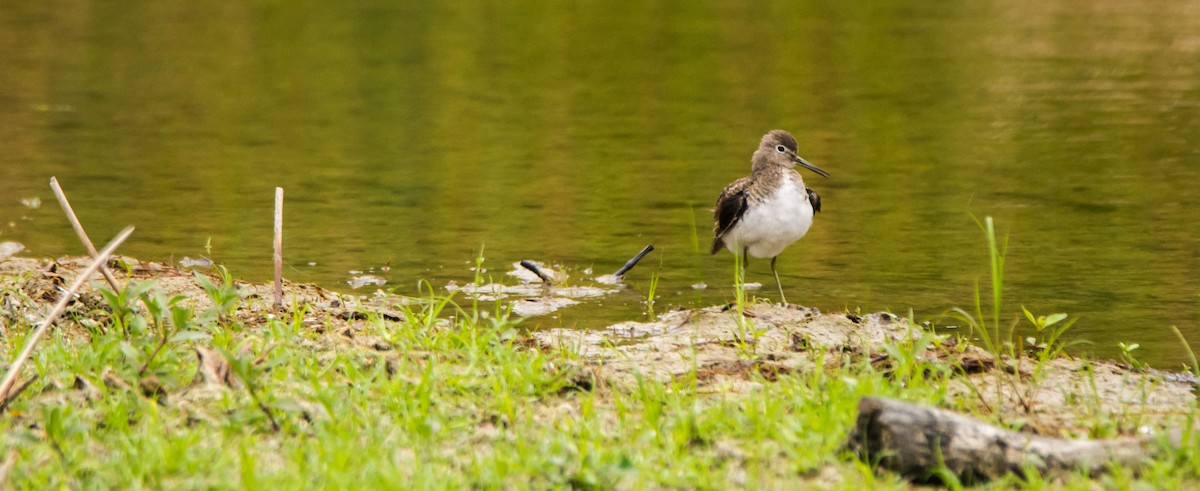 ביצנית בודדת - ML645454441