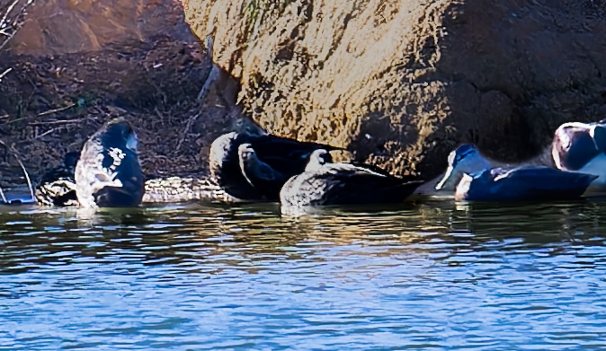 American Black Duck - ML645454448