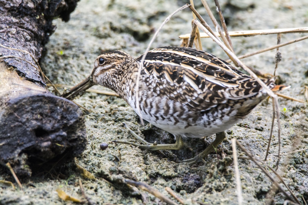 חרטומית אמריקנית - ML645454450