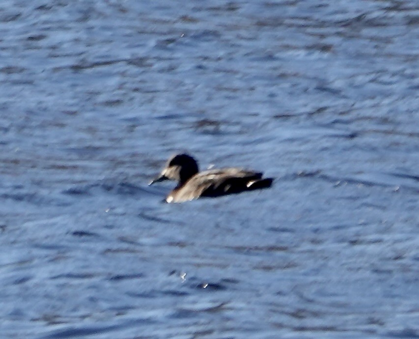 turpan žlutozobý - ML645454452