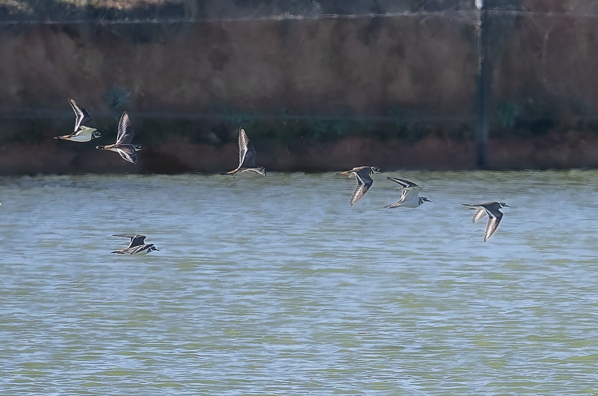 Killdeer - ML645454457