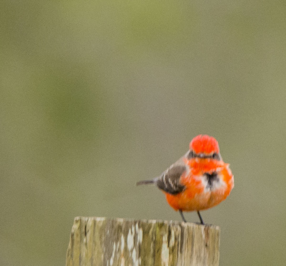Vermilion Flycatcher - ML645454459