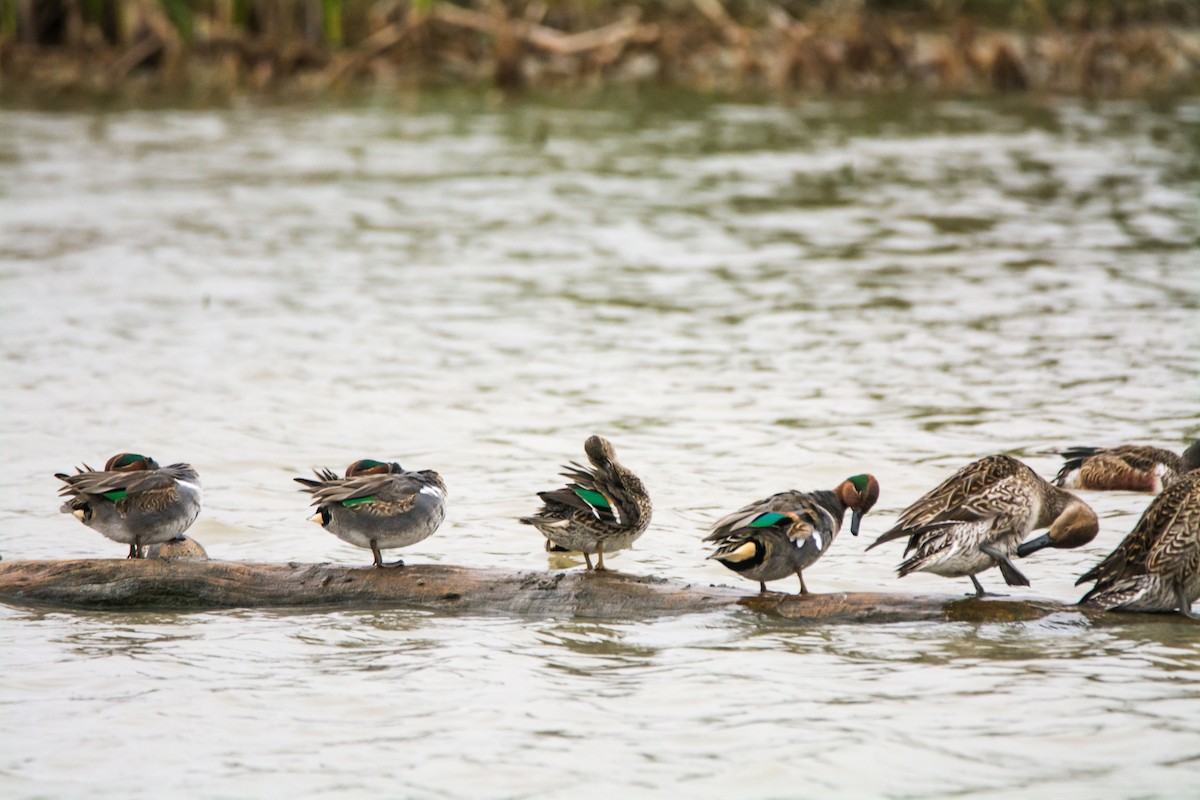 שרשיר - ML645454468