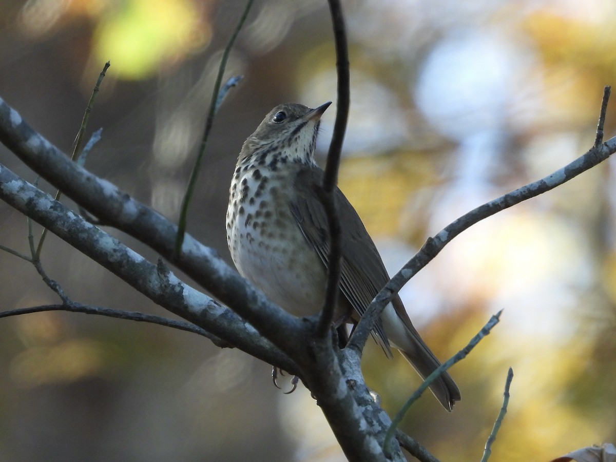 Hermit Thrush - ML645454469