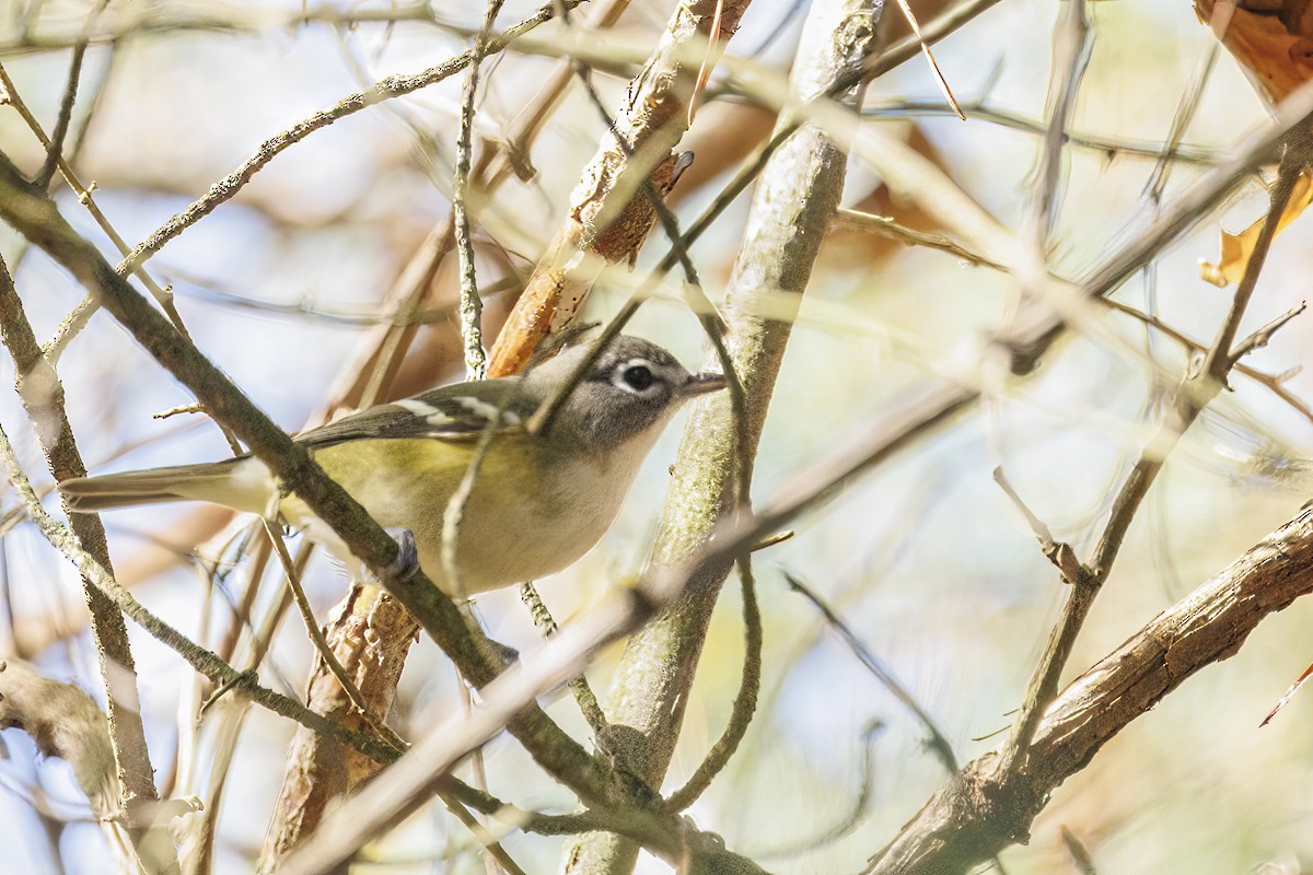 Blue-headed Vireo - ML645454477