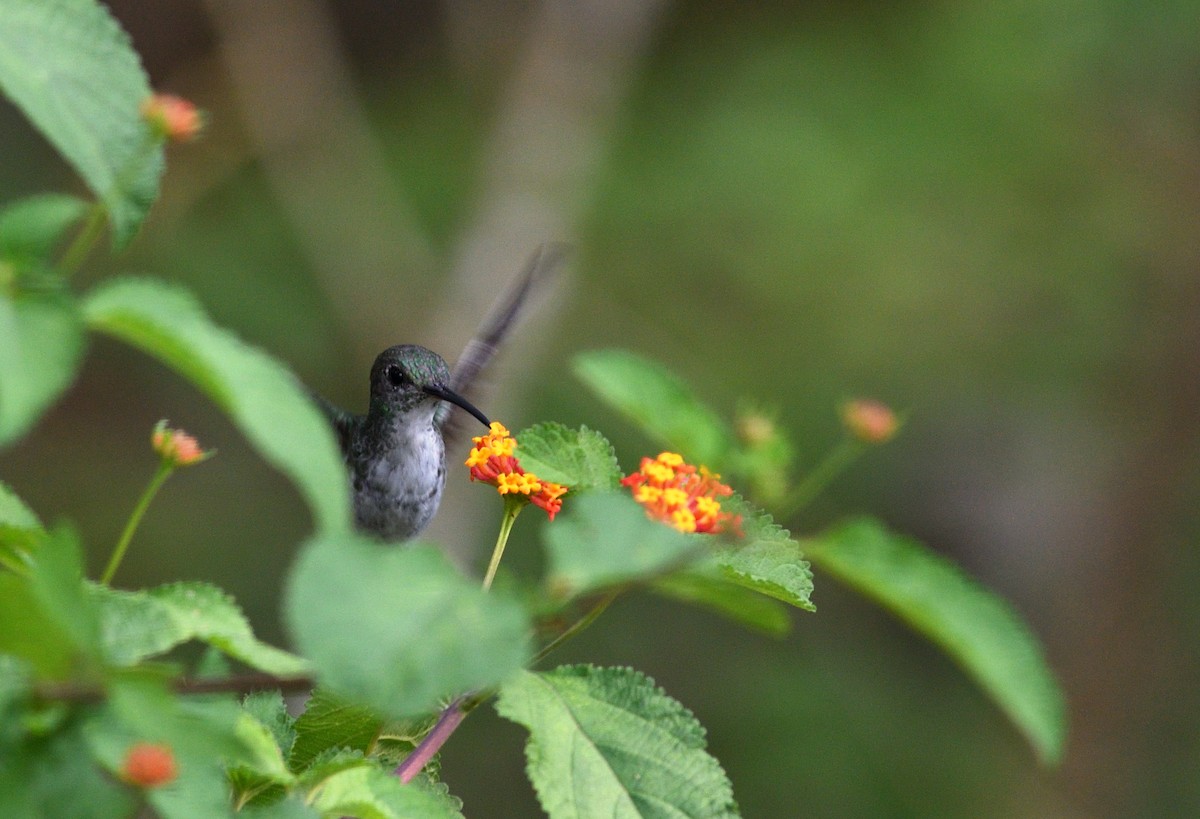 Mangrove Hummingbird - ML645454480