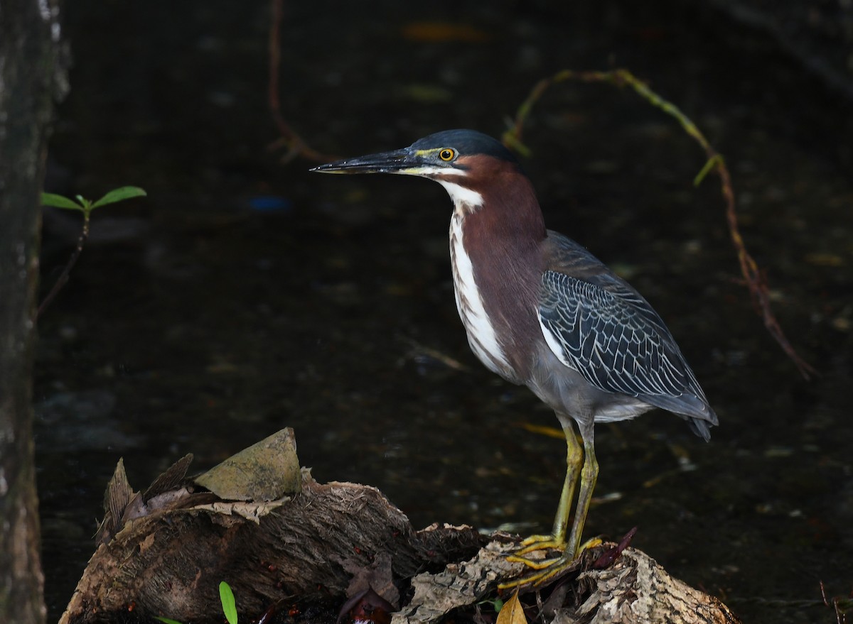 Green Heron - ML645454484