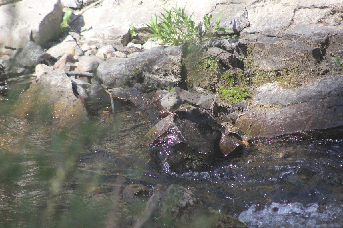 Ur-zozo iparramerikarra - ML645454488