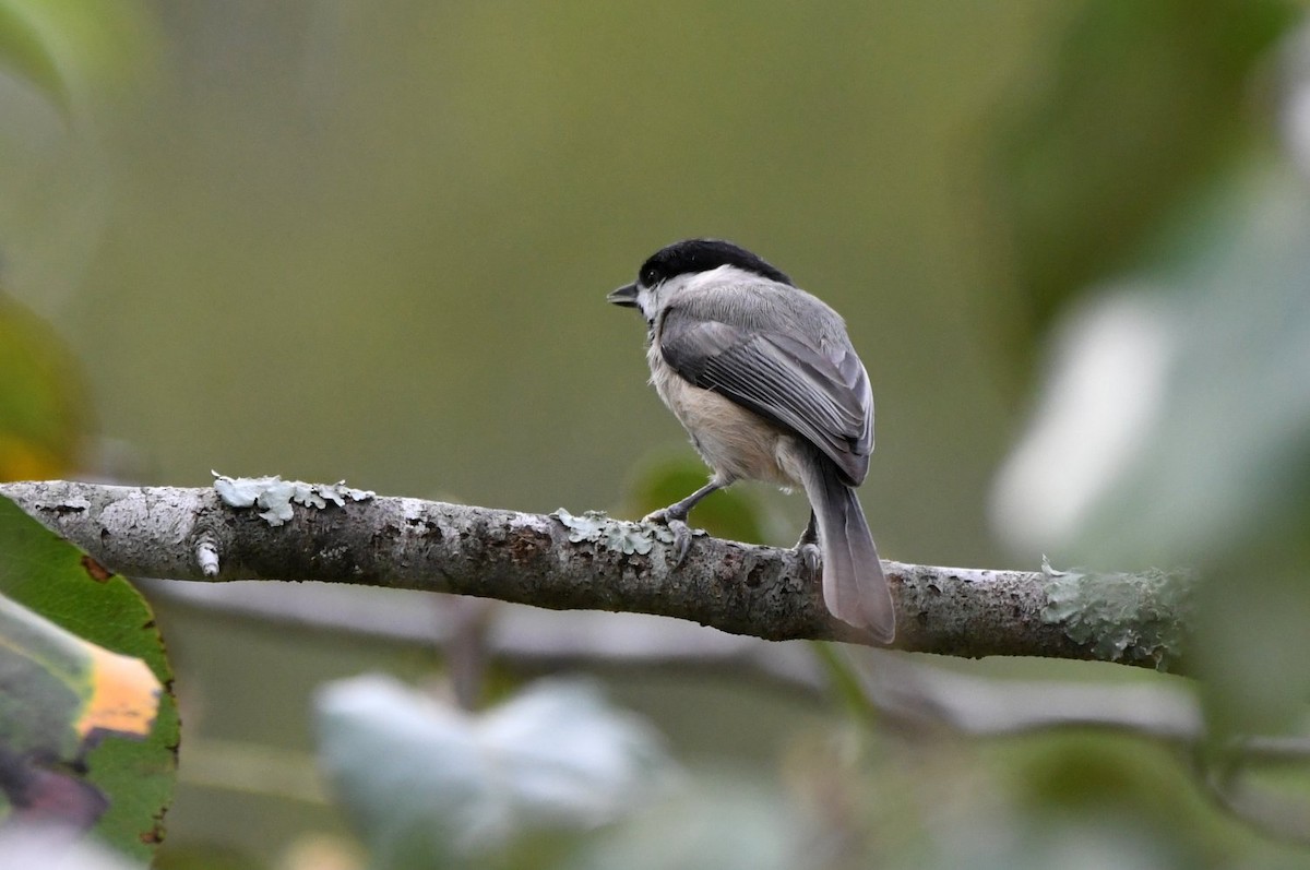 Каролинская гаичка - ML645454495