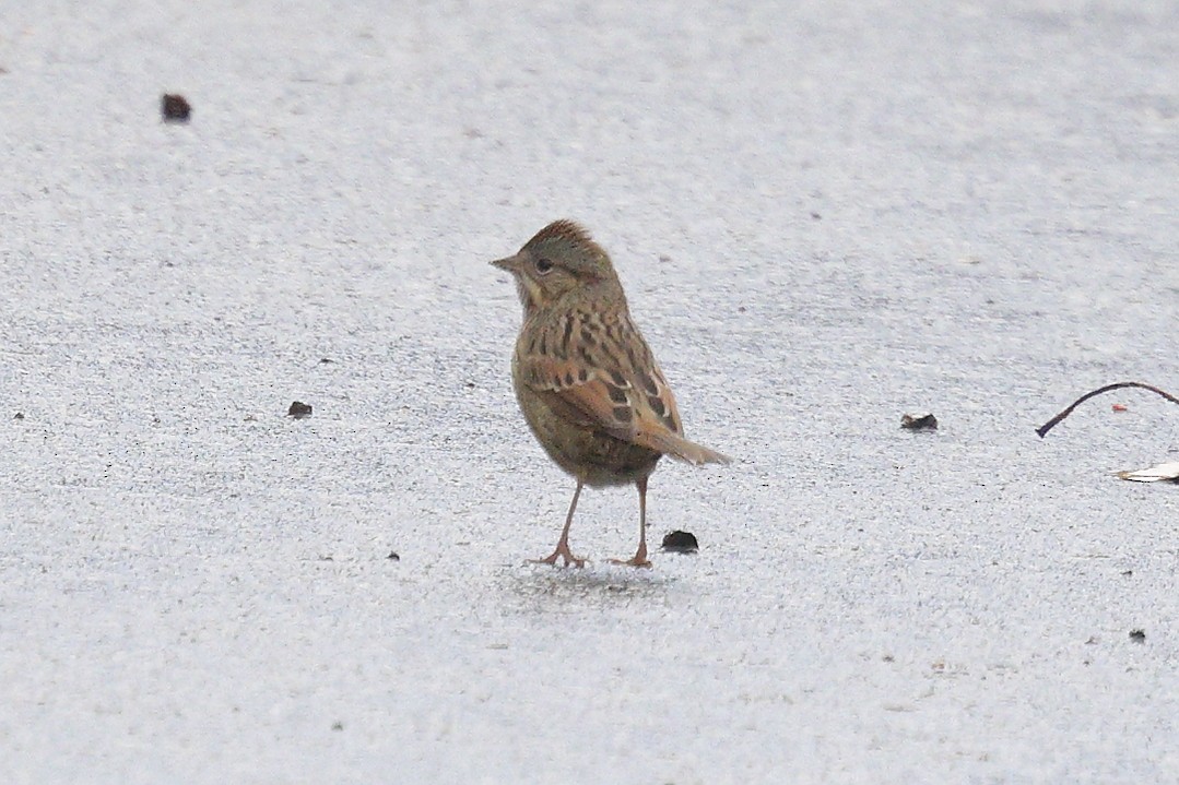 Lincoln's Sparrow - ML645454501
