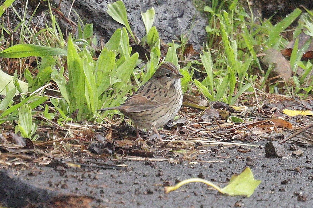 Lincoln's Sparrow - ML645454502
