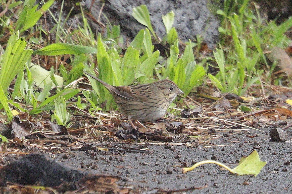 Lincoln's Sparrow - ML645454503