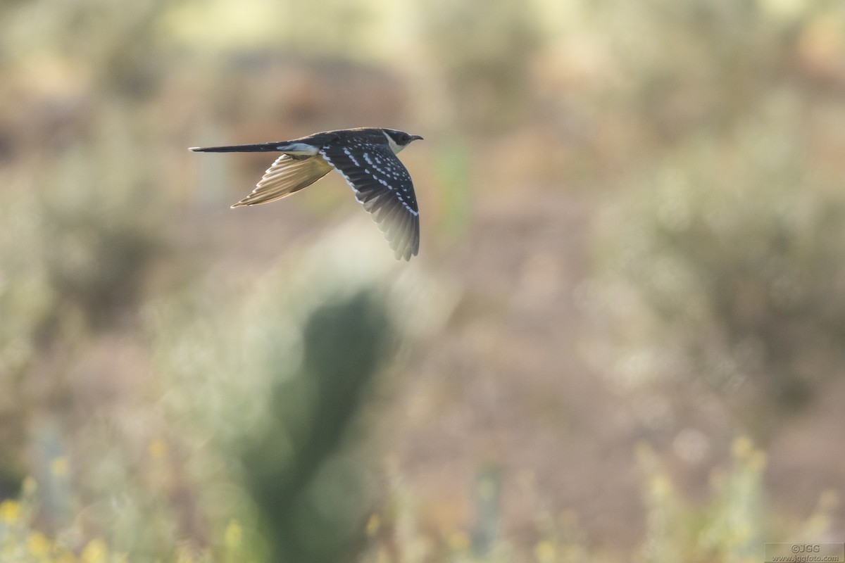 Great Spotted Cuckoo - ML645454510