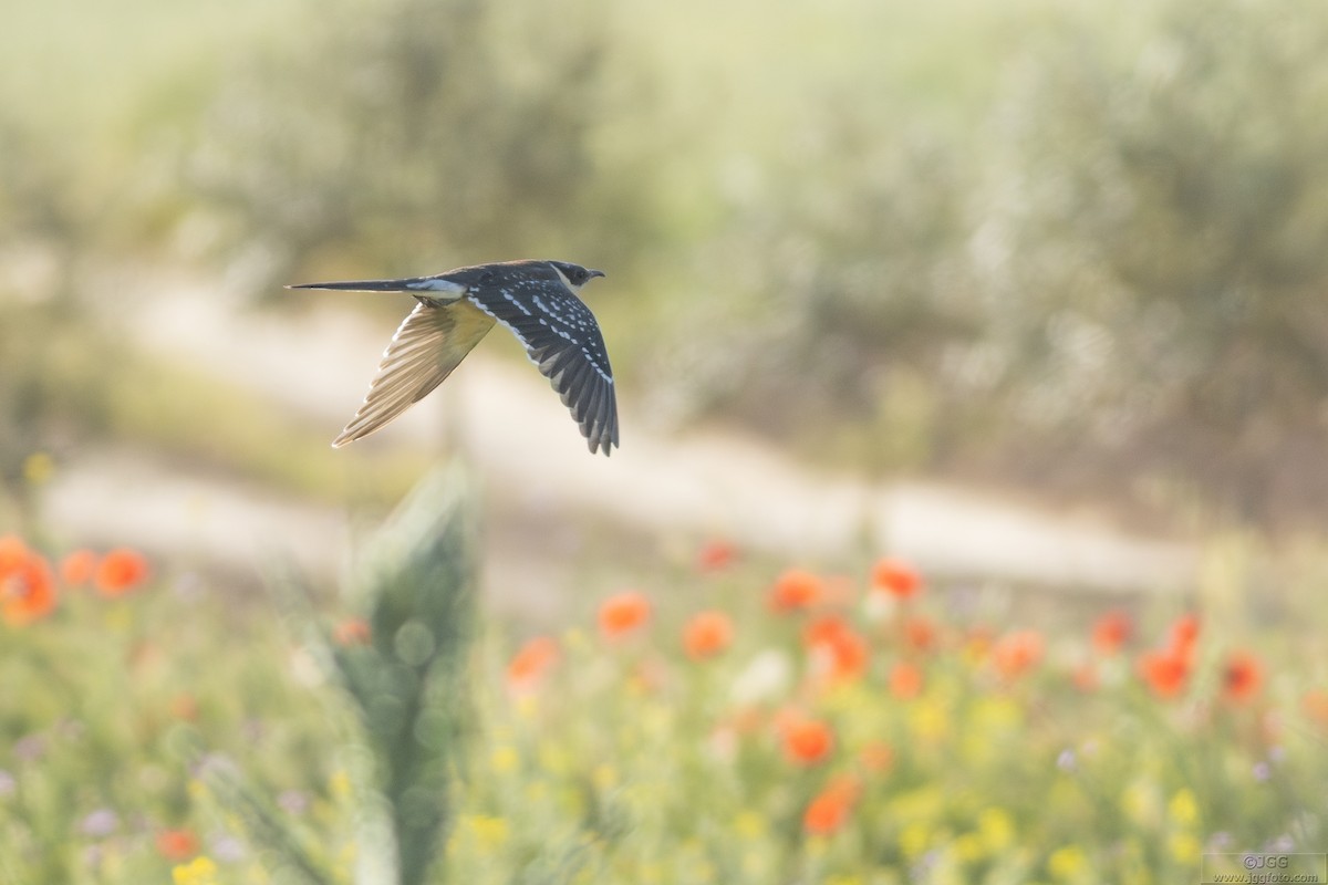 Great Spotted Cuckoo - ML645454511
