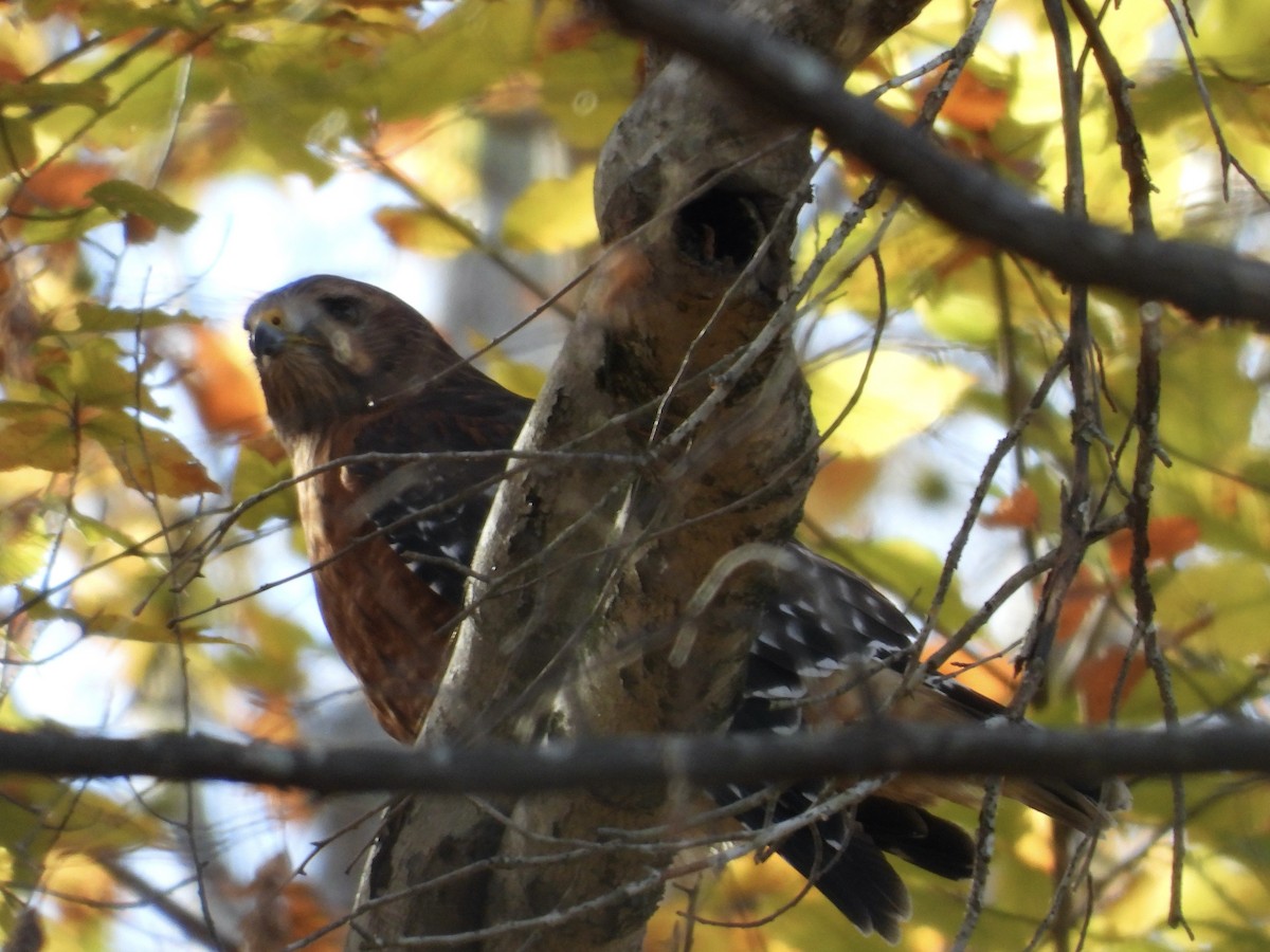 Red-shouldered Hawk - ML645454512