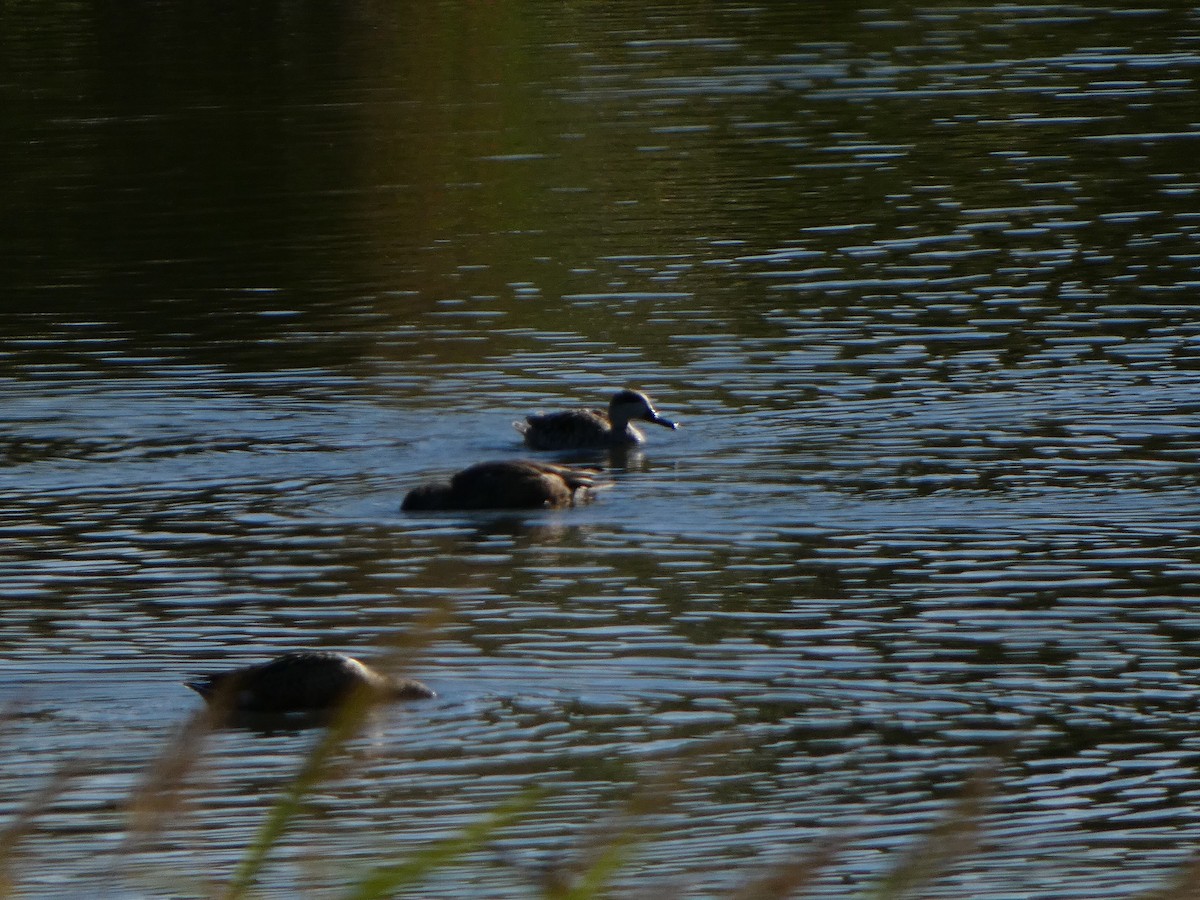 Marbled Duck - ML645454524