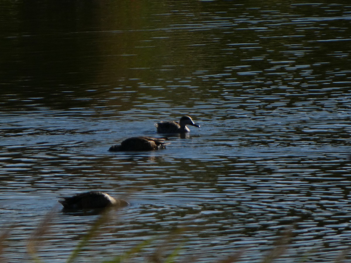 Marbled Duck - ML645454525