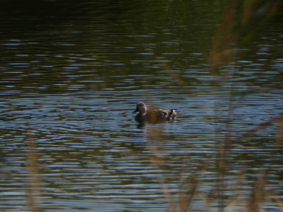 Marbled Duck - ML645454526