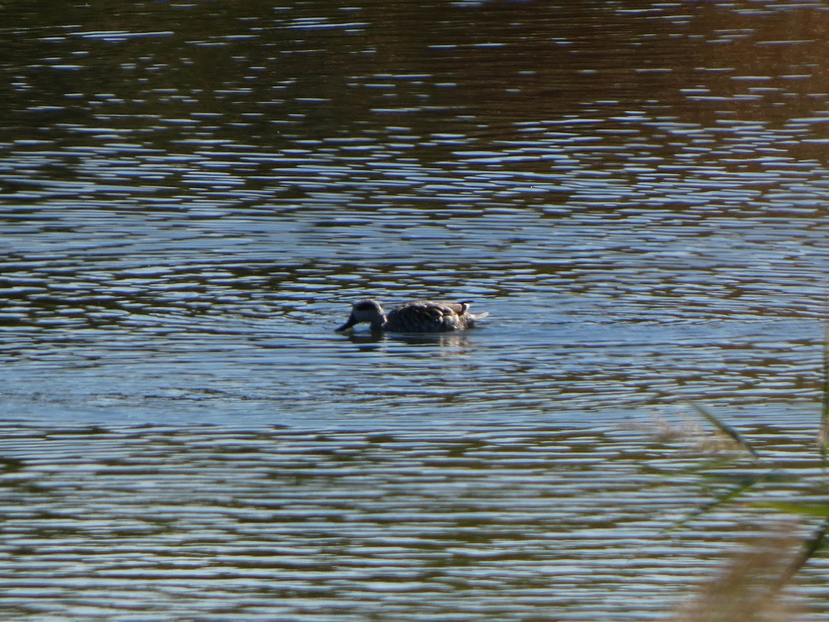 Marbled Duck - ML645454537