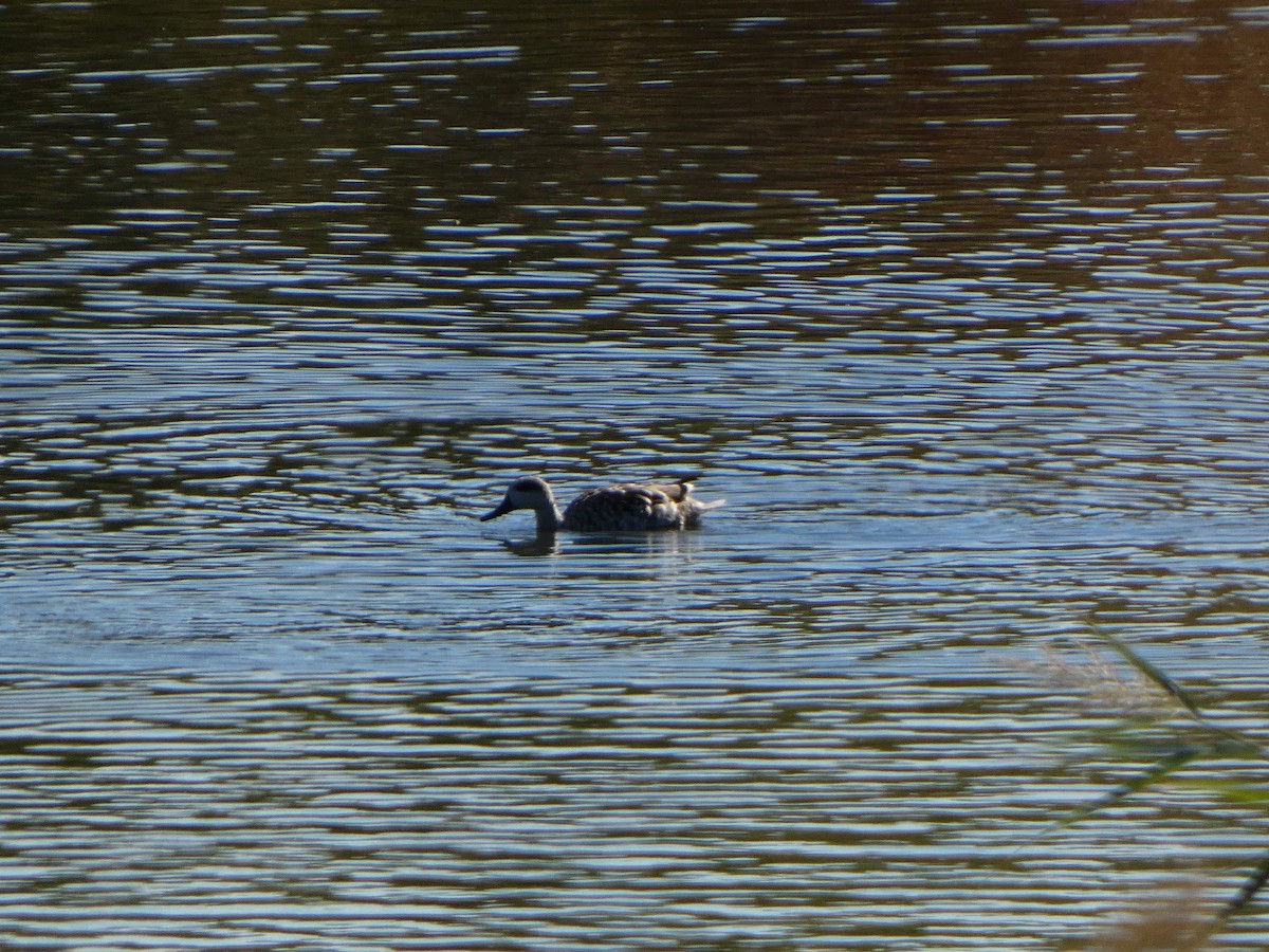 Marbled Duck - ML645454538