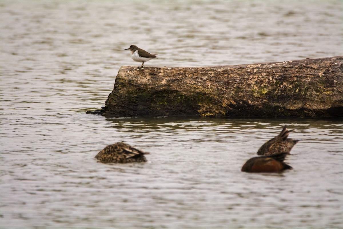 ביצנית נקודה - ML645454548