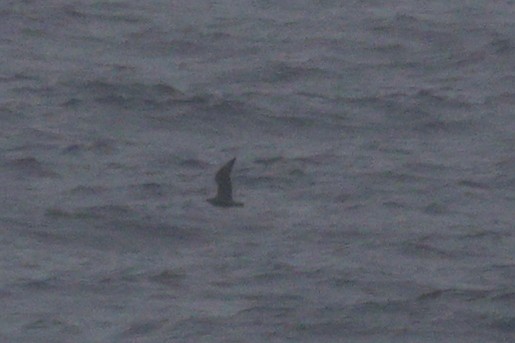 Great Skua - ML645454557