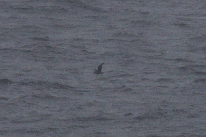 Great Skua - ML645454558