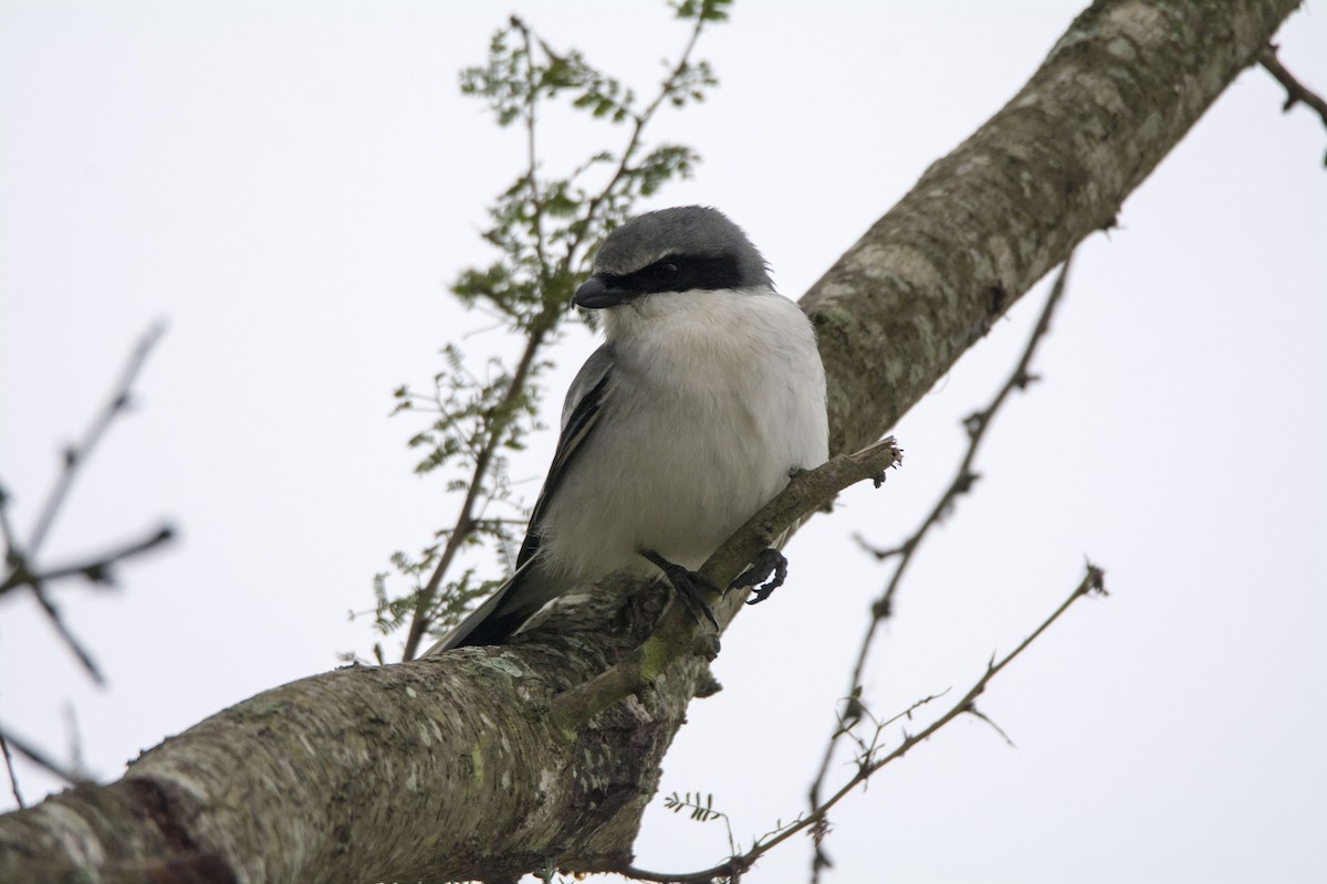 Loggerhead Shrike - ML645454561