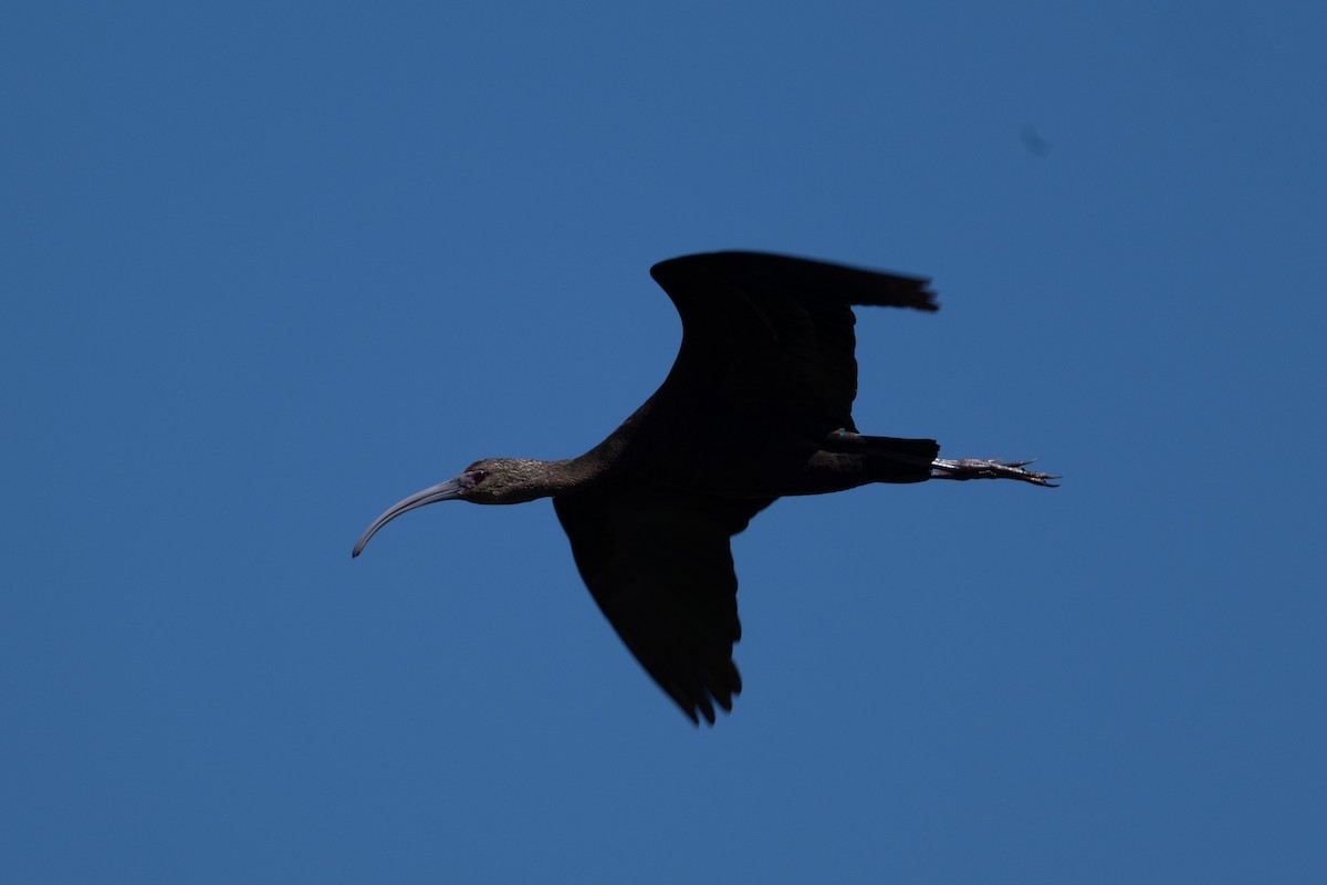 Beltzaran musuzuria - ML645454574