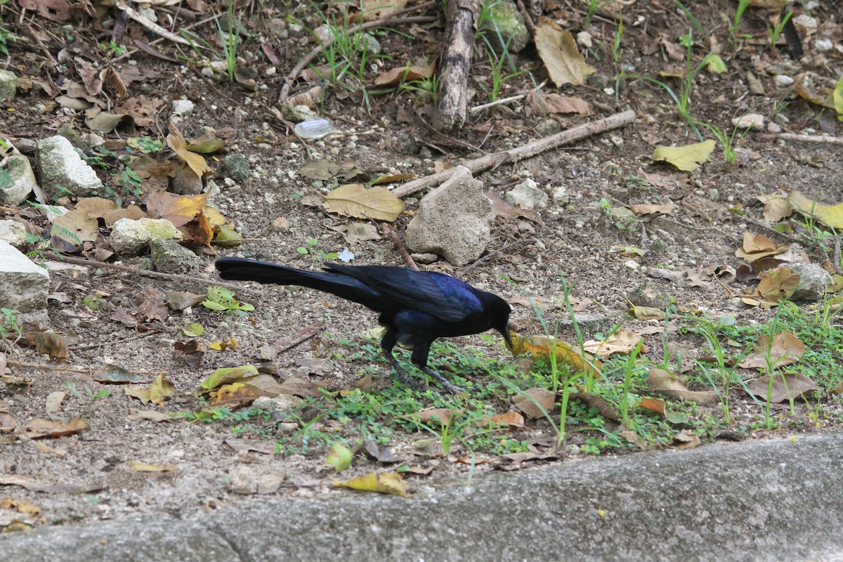 Great-tailed Grackle - ML645454579