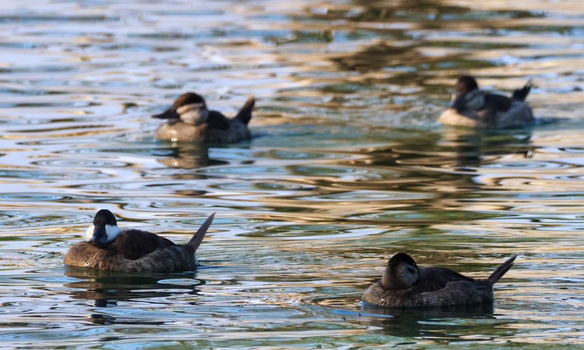 Ruddy Duck - ML645454581